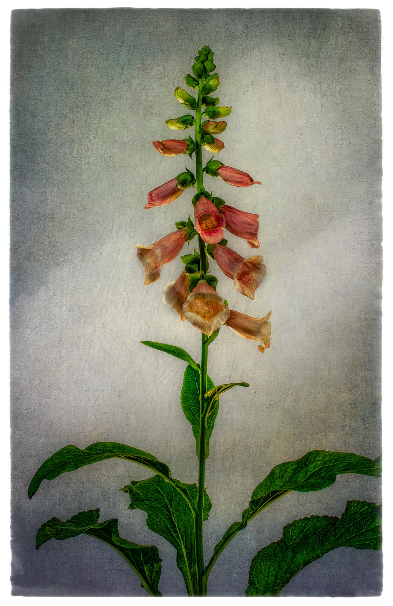 Foxglove