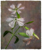 All images © Jane Marcy. All Rights Reserved.      