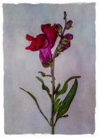 All images © Jane Marcy. All Rights Reserved.      