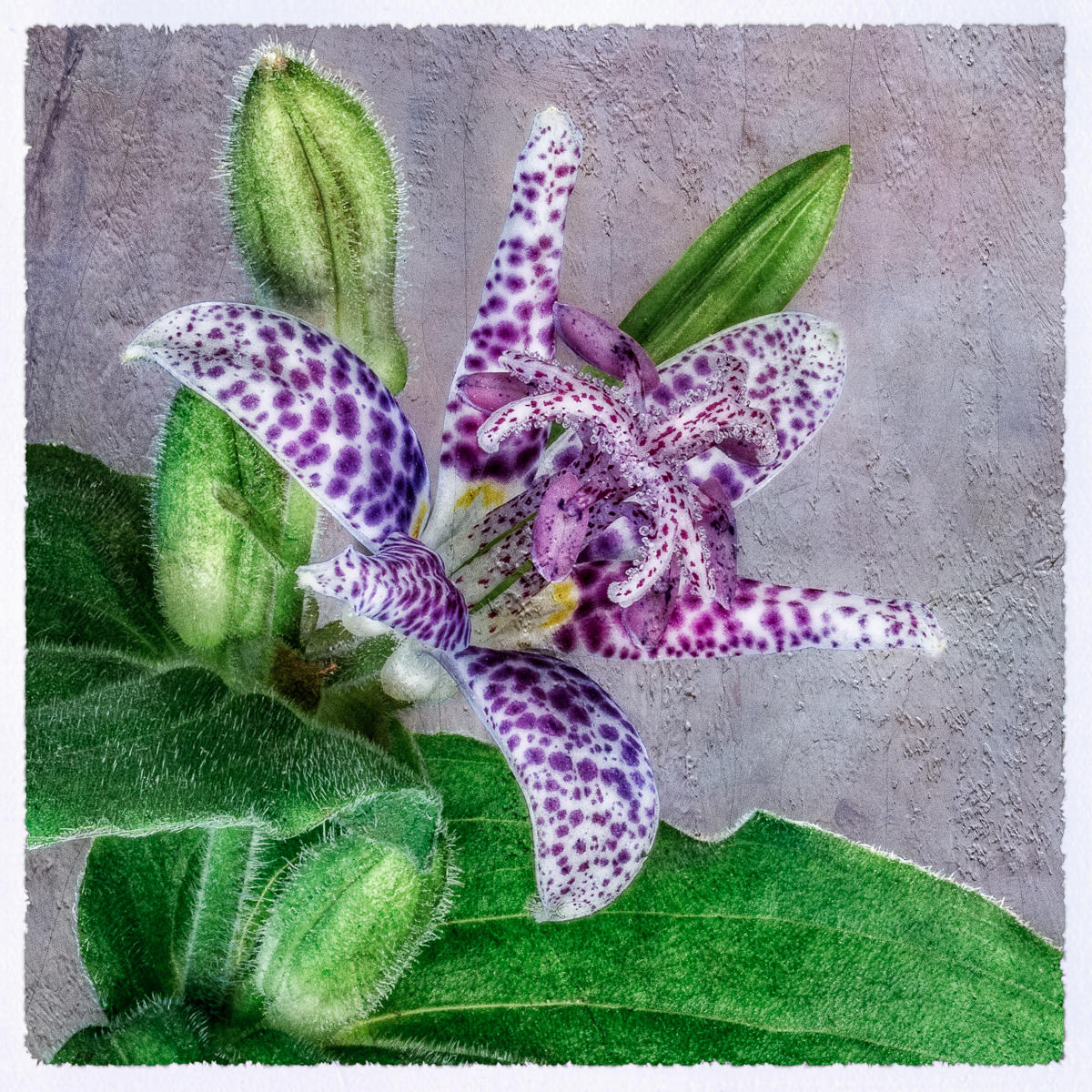 Toad lily