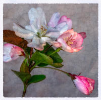 All images © Jane Marcy. All Rights Reserved.      