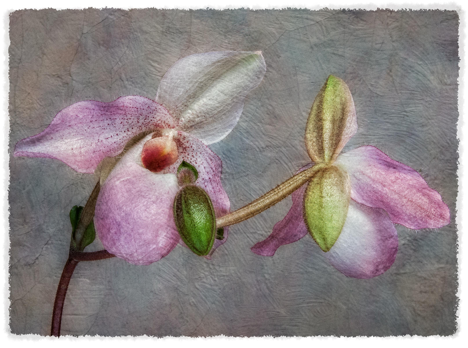 Orchid