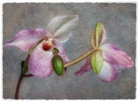 All images © Jane Marcy. All Rights Reserved.      
