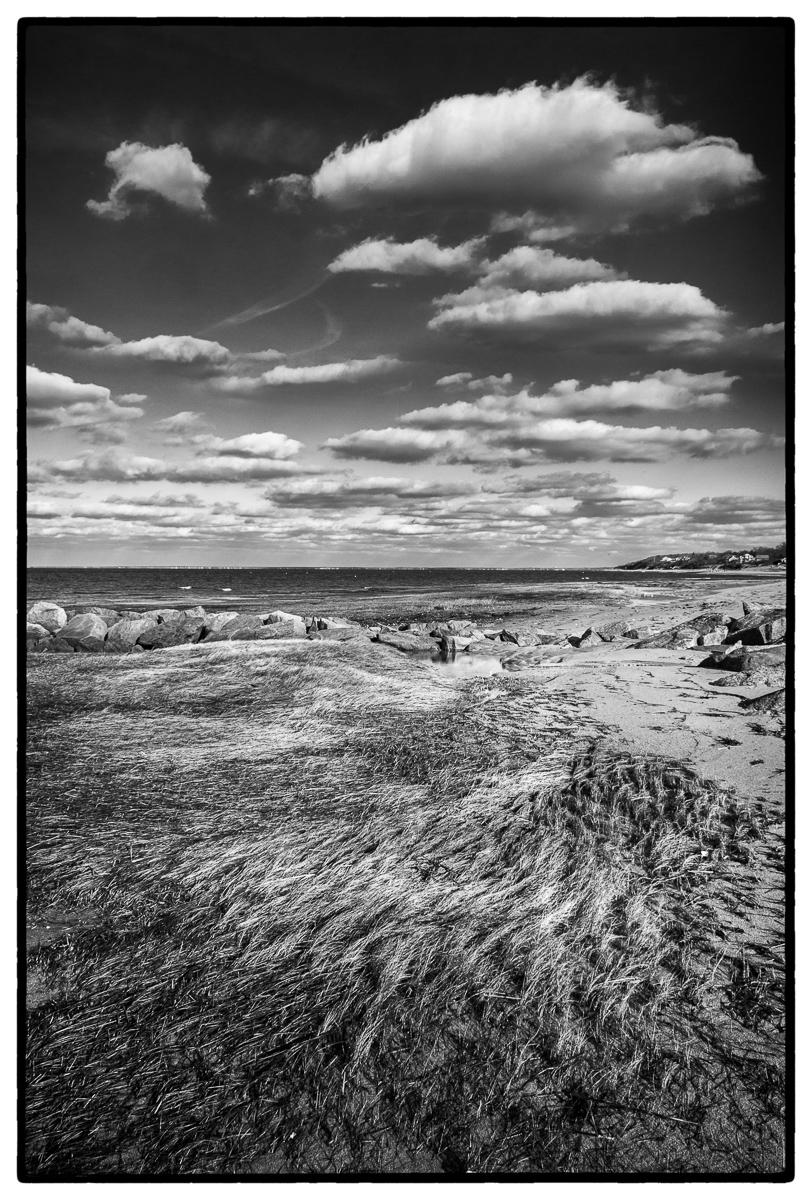 Winter Tidal Grasses