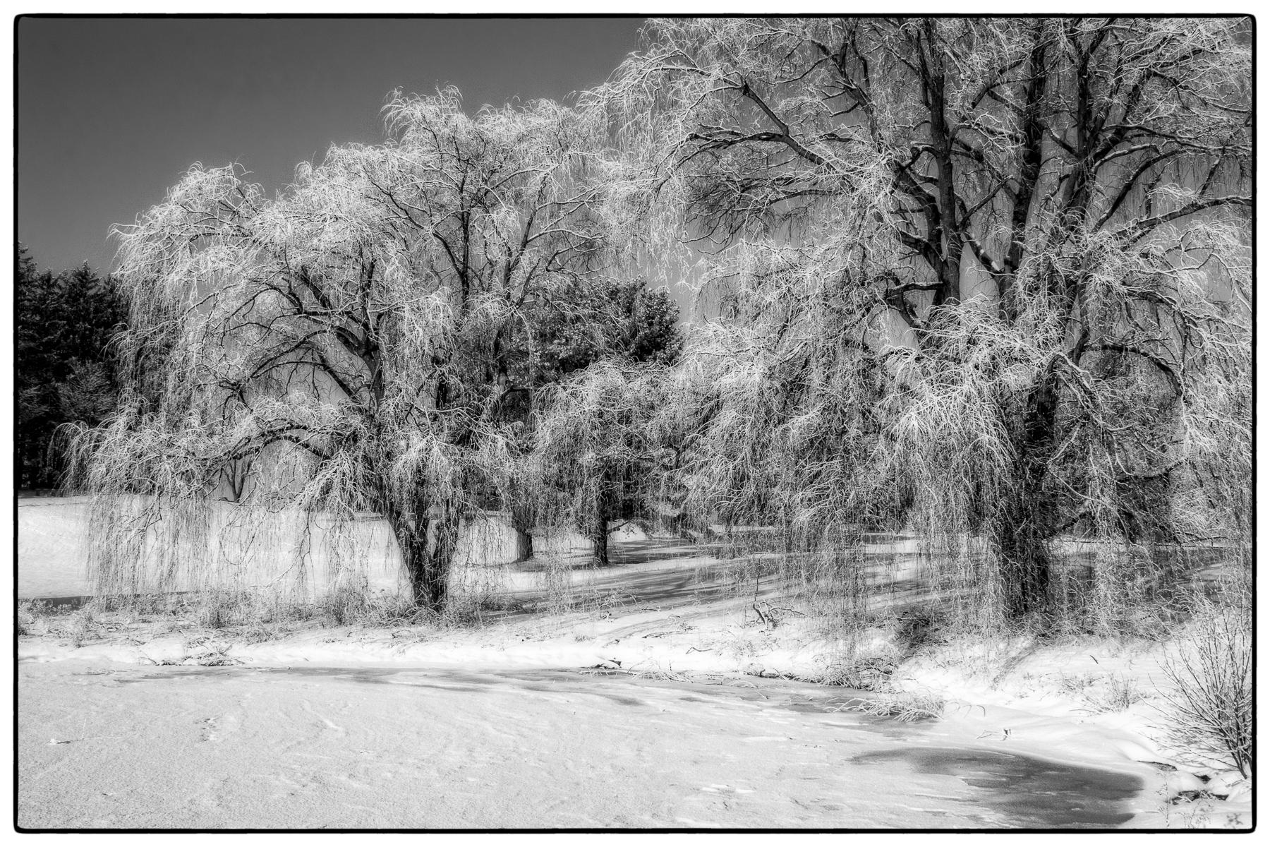 Snow Willows