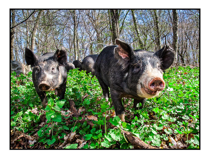 Piglet Migration