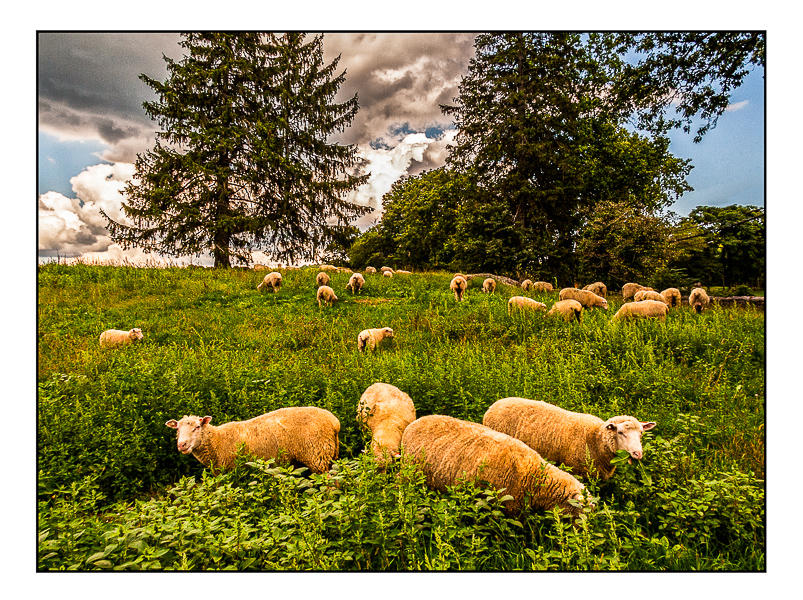 Stone Barn Sheep