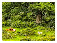 All images © Jane Marcy. All Rights Reserved.      