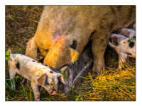 All images © Jane Marcy. All Rights Reserved.      