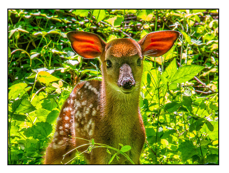#304 Fawn