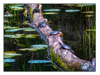 All images © Jane Marcy. All Rights Reserved.      