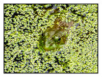 All images © Jane Marcy. All Rights Reserved.      