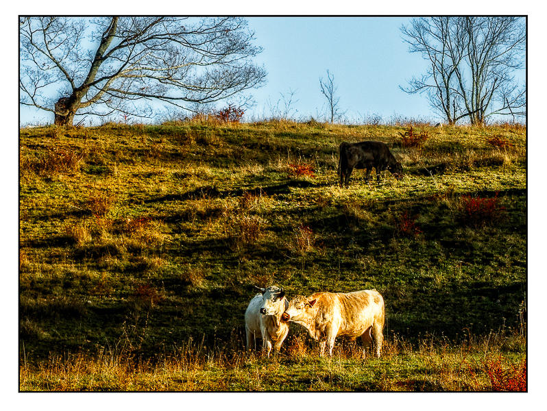 Cow Sweethearts, Glynwood Farm