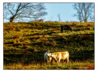 All images © Jane Marcy. All Rights Reserved.      