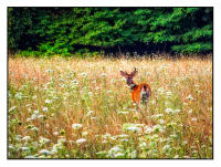 All images © Jane Marcy. All Rights Reserved.      