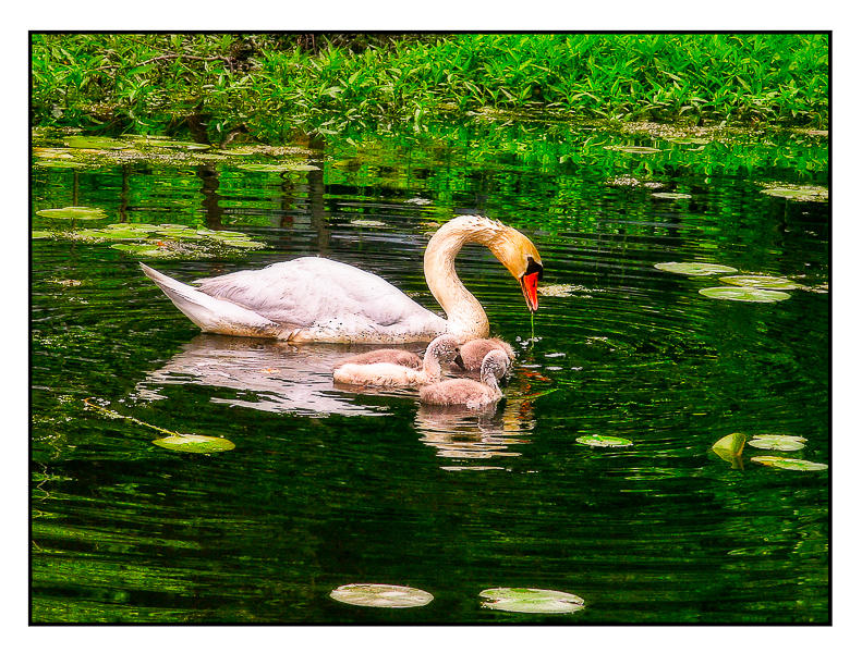 Swan and Signets