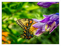 All images © Jane Marcy. All Rights Reserved.      