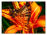 All images © Jane Marcy. All Rights Reserved.      