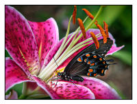 All images © Jane Marcy. All Rights Reserved.      