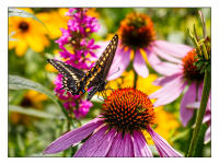 All images © Jane Marcy. All Rights Reserved.      