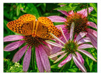 All images © Jane Marcy. All Rights Reserved.      