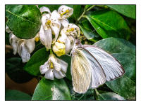 All images © Jane Marcy. All Rights Reserved.      