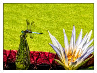 All images © Jane Marcy. All Rights Reserved.      