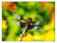 All images © Jane Marcy. All Rights Reserved.      