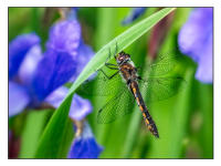 All images © Jane Marcy. All Rights Reserved.      