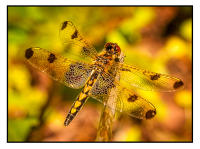 All images © Jane Marcy. All Rights Reserved.      