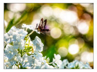 All images © Jane Marcy. All Rights Reserved.      