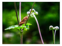 All images © Jane Marcy. All Rights Reserved.      