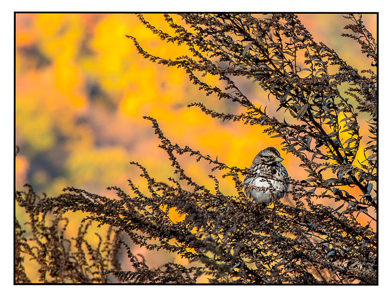 Song Sparrow