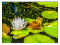 All images © Jane Marcy. All Rights Reserved.      
