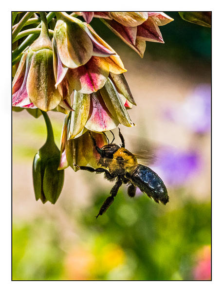 Carpenter Bee