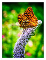 All images © Jane Marcy. All Rights Reserved.      