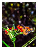 All images © Jane Marcy. All Rights Reserved.      