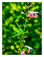 All images © Jane Marcy. All Rights Reserved.      