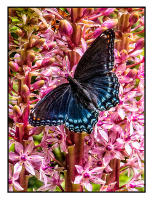 All images © Jane Marcy. All Rights Reserved.      