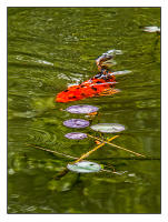 All images © Jane Marcy. All Rights Reserved.      