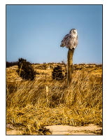 All images © Jane Marcy. All Rights Reserved.      