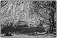 All images © Jane Marcy. All Rights Reserved.      