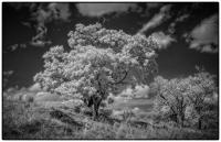 All images © Jane Marcy. All Rights Reserved.      