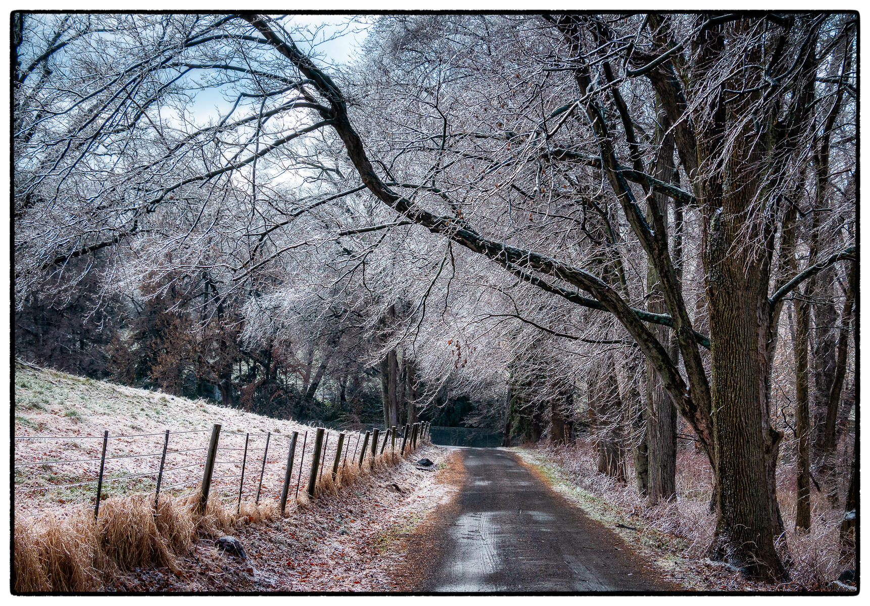 Iced Trees Walkway