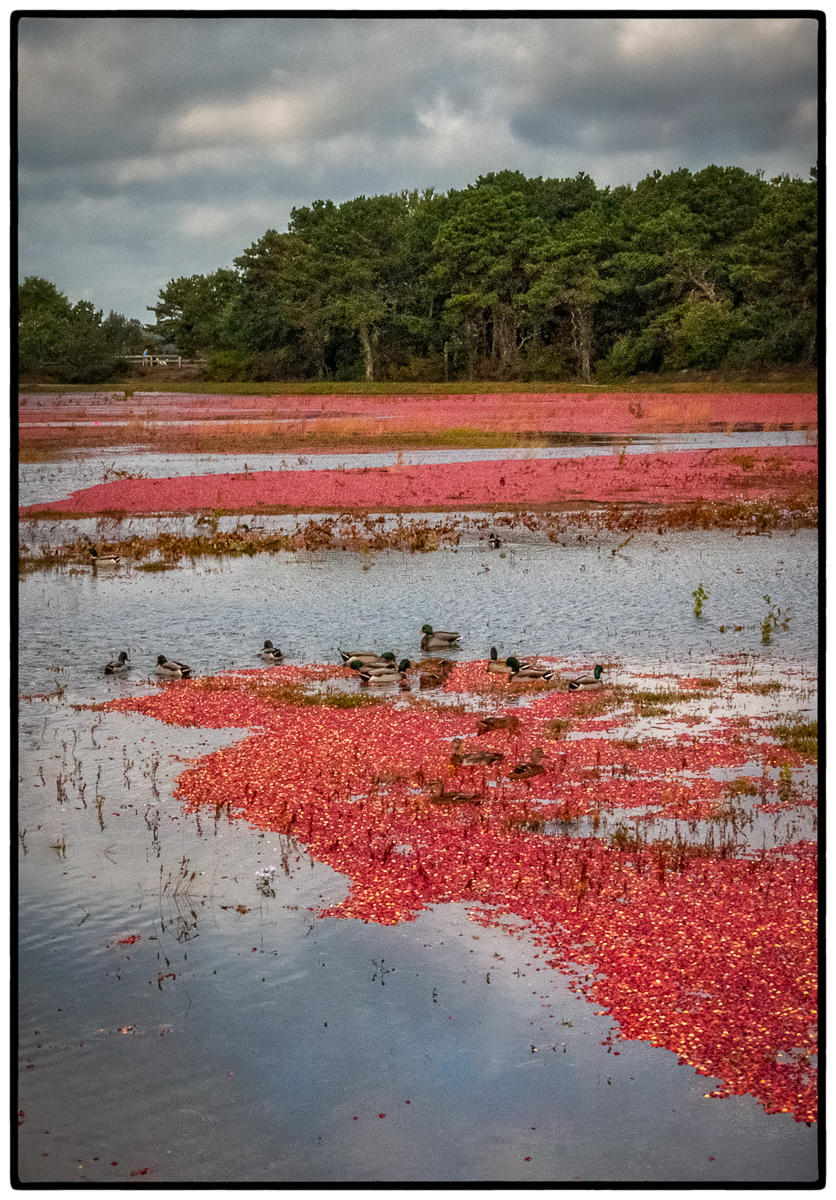 Harwich Cranberry Bog 2