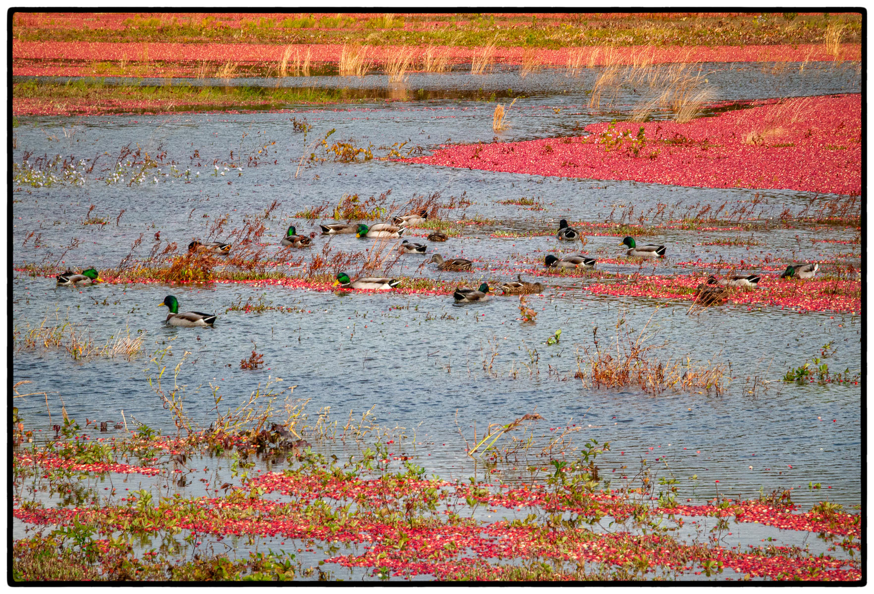 Harwich Cranberry Bog 3