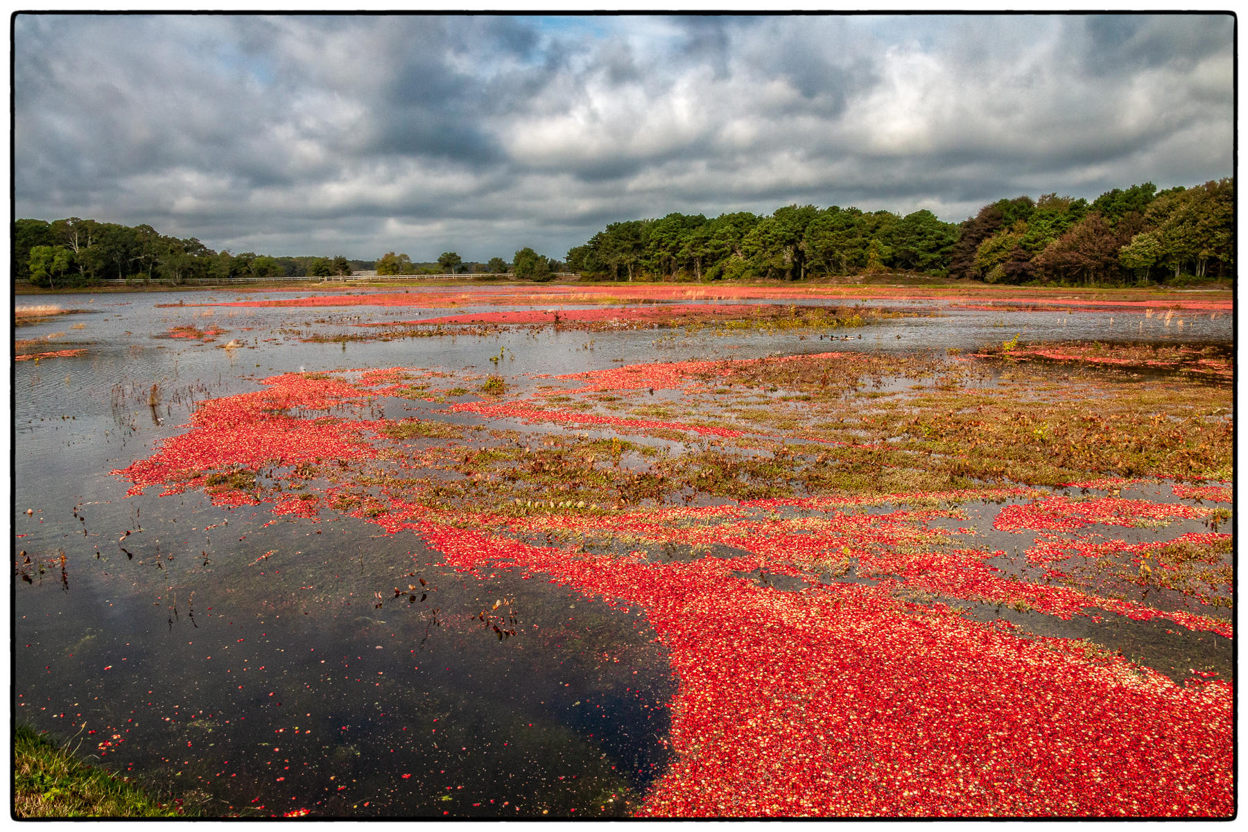 Harwich Cranberry Bog