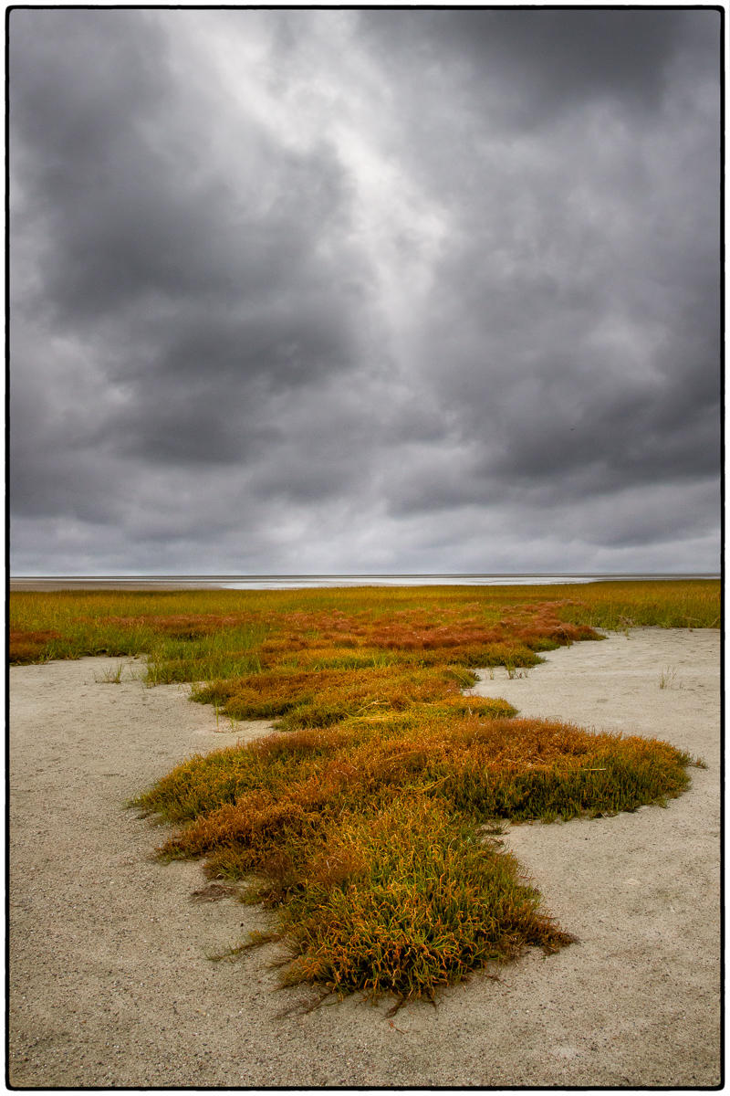 John Wing Low Tide Grasses 2