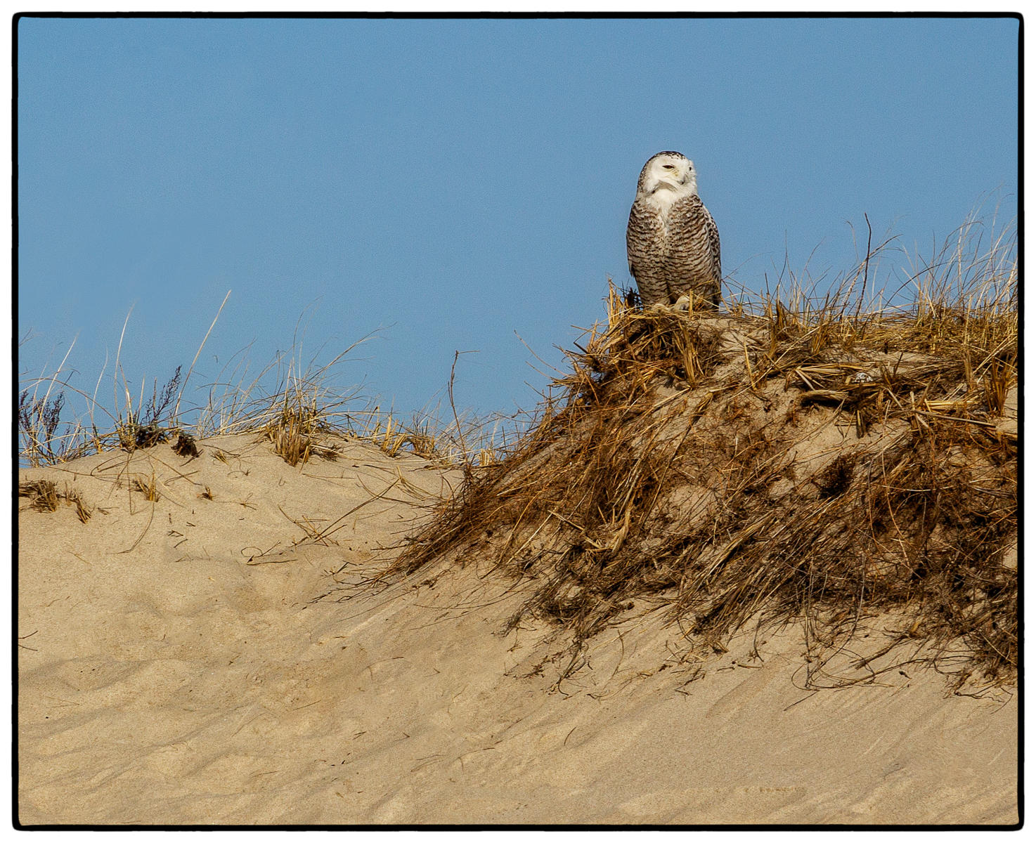 Snowy Owl Dune Perch
