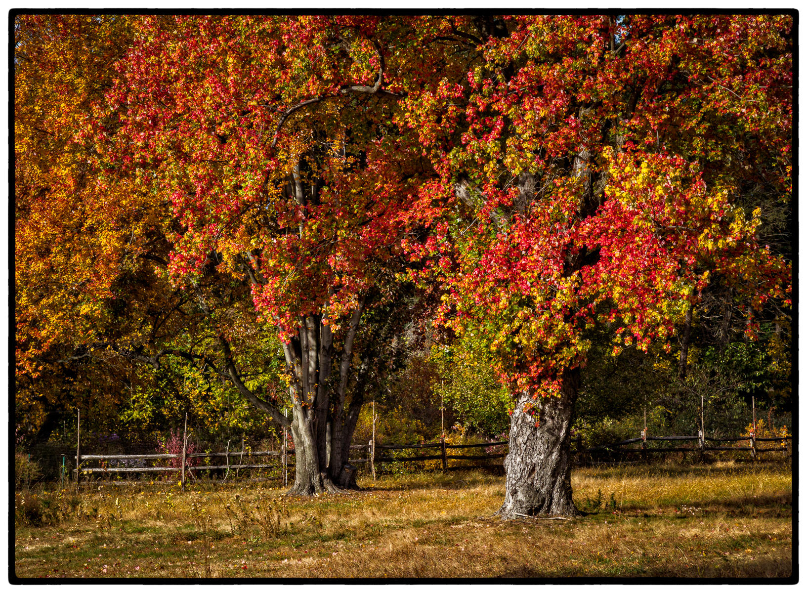 Fall's Majesty